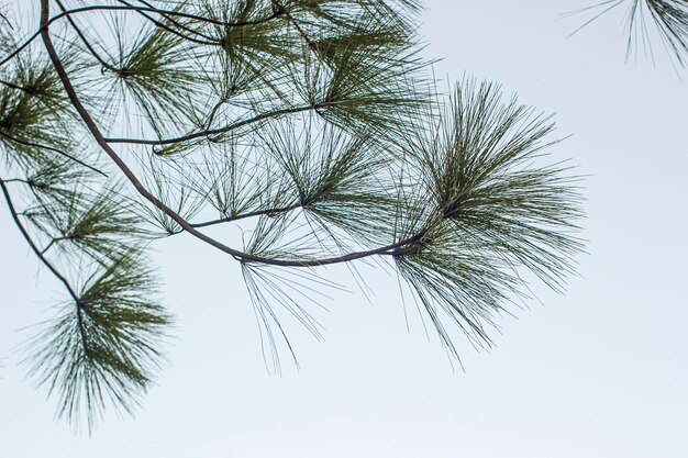 Pin sous le ciel bleu