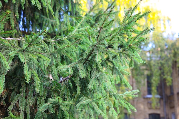 Pin vert à l'extérieur. Fond naturel.