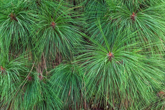 Pin vert avec de longues aiguilles de branches de pin de forêt d'épinettes