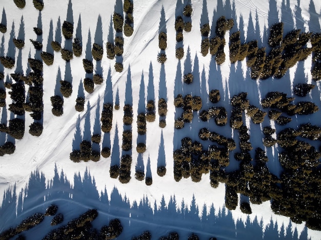 Pin en vue de dessus de forêt d'hiver