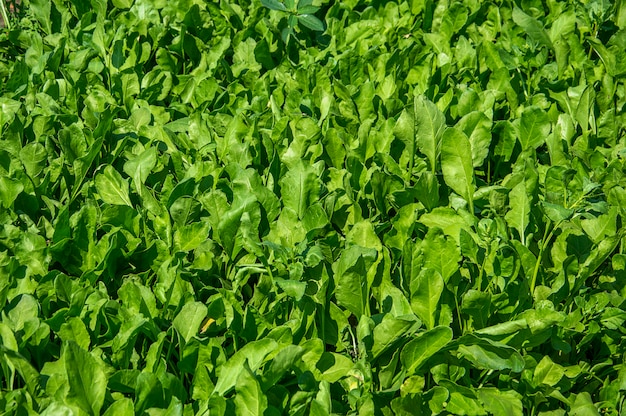 Épinards frais en ferme biologique