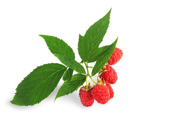 Pinceau de baies de framboise rouge isoler sur fond blanc