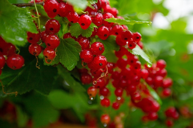 pinceau de baies de groseilles rouges