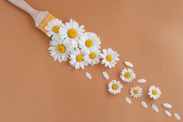 Photo pinceau fleur de camomille sur fond beige - concept de peinture non toxique.