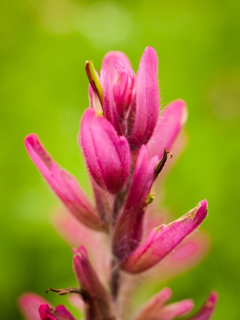 Pinceau indien en pleine floraison sur le sol forestier dans les montagnes.