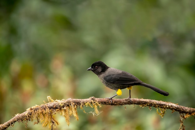 Le pinceau jaune est un oiseau passerin originaire des hauts plateaux du Costa Rica et de l'ouest du Panama.