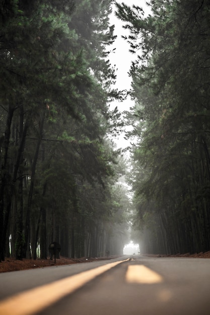 Pine Tree mist road belle scène