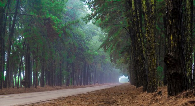 Pine Tree mist road belle scène