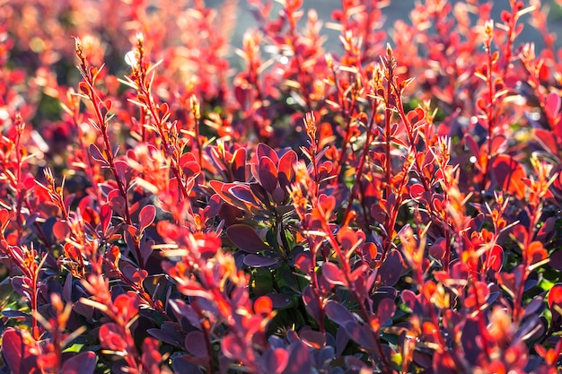 Épine-vinette fleurs