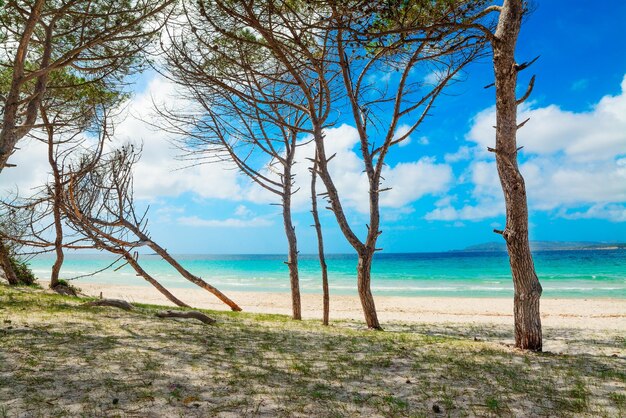 Pinède au bord de la mer à Maria Pia Alghero