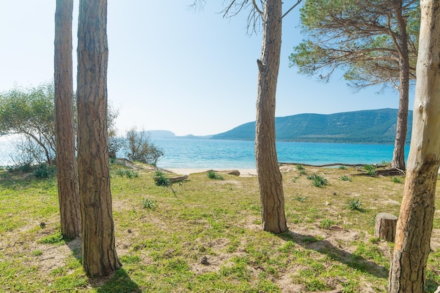 Pinède au bord de la mer sur la plage de Mugoni Sardaigne