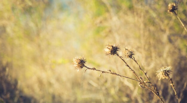 Épines séchées sur fond flou naturel.