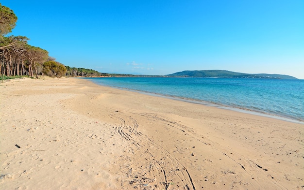 Photo pineta mugoni shore par temps clair sardaigne