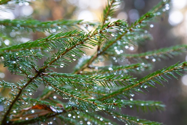 Épinette après la pluie. Un pin à feuilles persistantes brillant d'aiguilles vertes branches avec des gouttes de pluie. Sapin avec rosée, conifère, épinette en gros plan, arrière-plan flou. Forêt d'automne