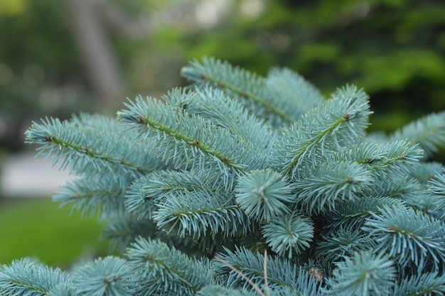 Épinette bleue dans la forêt