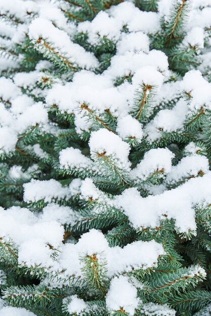 Épinette verte couverte de neige dans le parc de la ville d'hiver.