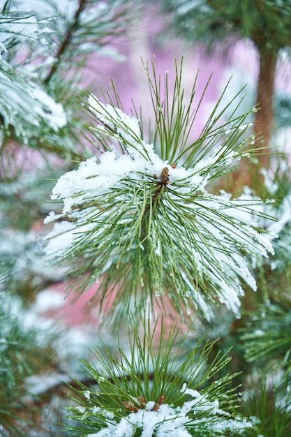 Épinette verte couverte de neige dans le parc de la ville d'hiver.