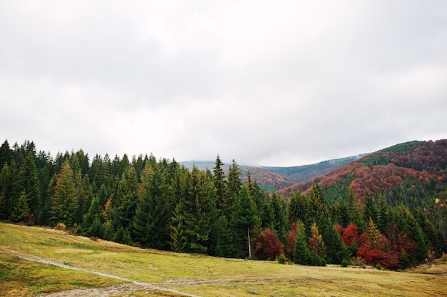 Épinette verte et forêt d'automne rouge. Forêt d'automne, nombreux arbres dans les collines des Carpates en Ukraine, Europe.