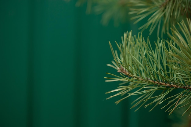 Épinette verte en gros plan encadrant un espace de copie ouvert avec une nouvelle croissance printanière et des pommes de pin