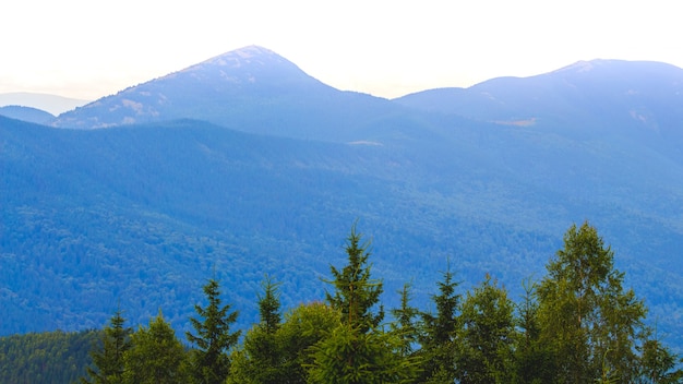 Épinette verte sur les montagnes bleues