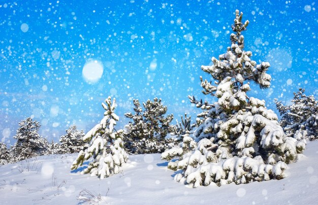 Épinettes couvertes de givre et de neige. Forêt d'hiver