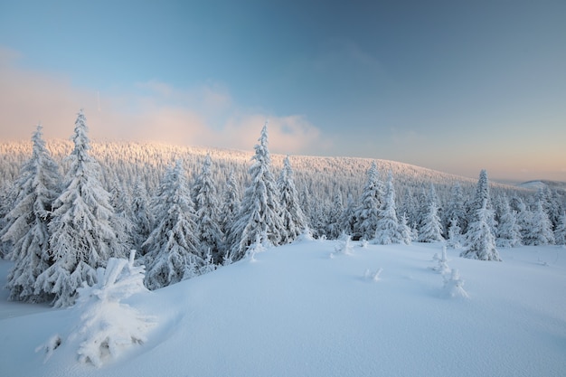 Épinettes couvertes de neige sur une pente de montagne