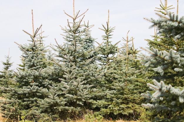 Épinettes à une ferme d'arbres de Noël, Allemagne