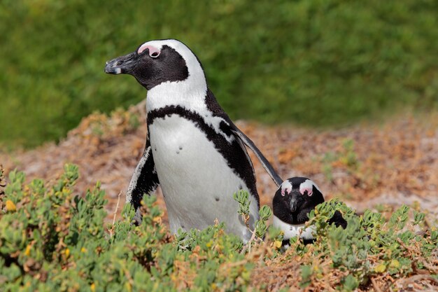 Photo le pingouin africain