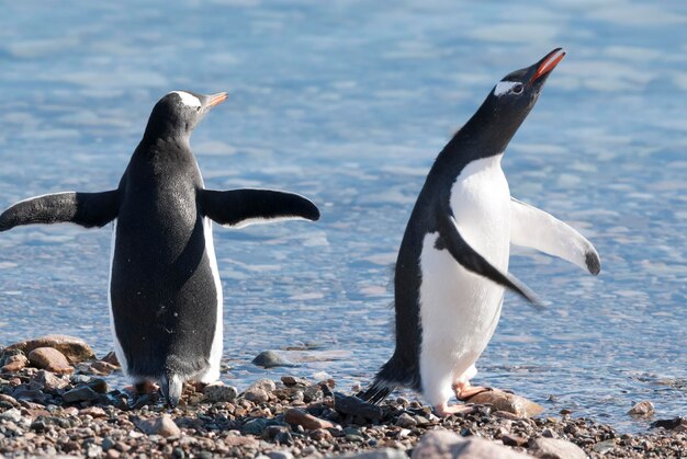 Le pingouin de l'Antarctique