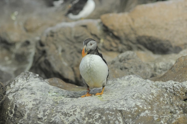 Pingouin de couleur noir et blanc dans un endroit froid