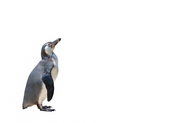 Pingouin debout isolé sur fond blanc.