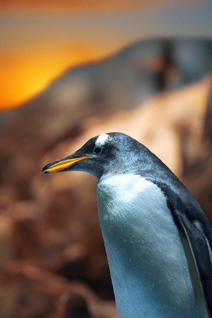 Pingouin debout sur les rochers