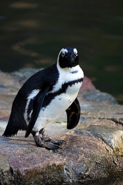 Pingouin à l'état sauvage