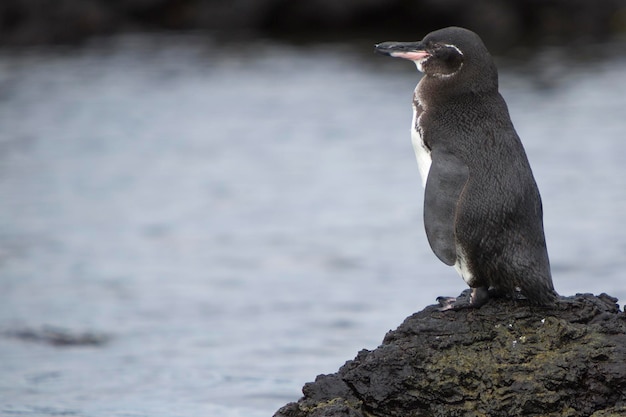 Pingouin des Galapagos regardant l'océan Galapagos