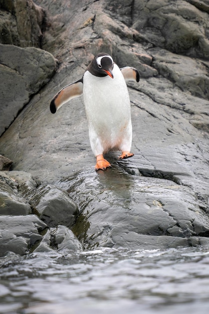 Photo le pingouin gentoo se promène vers la mer en soulevant ses nageoires.