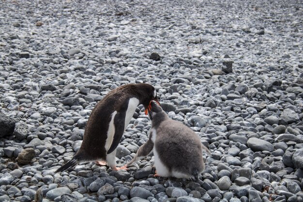 Photo un pingouin gentou nourrit un poussin en antarctique