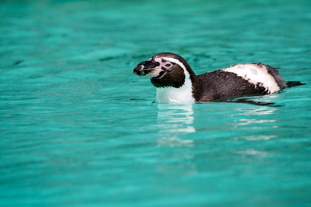 Pingouin de Humboldt dans l'eau