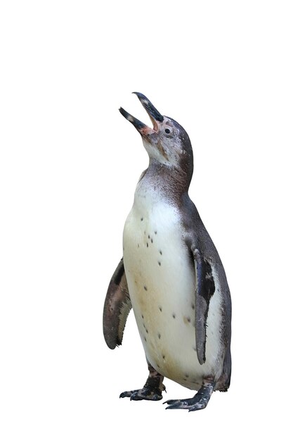 Le pingouin de Humboldt debout sur un fond blanc avec un sentier de coupe