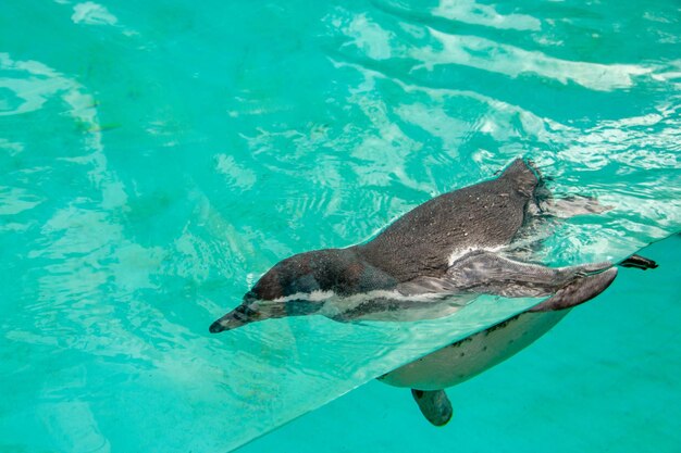 Photo le pingouin d'humboldt nage dans l'eau bleue et claire.