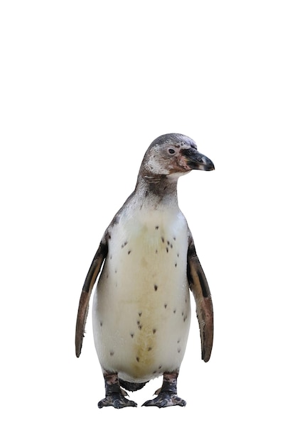 Pingouin isolé sur fond blanc avec chemin de coupe