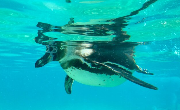 Le pingouin nageant dans la mer