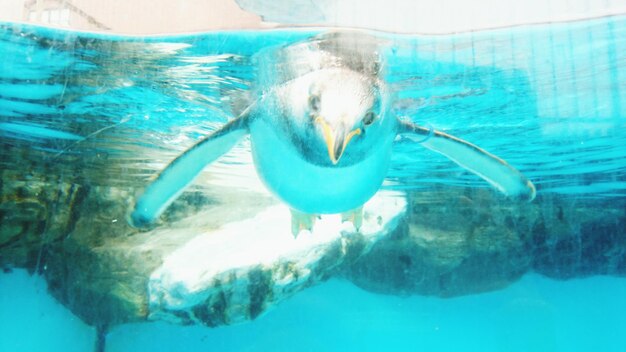 Photo un pingouin nageant dans une piscine.