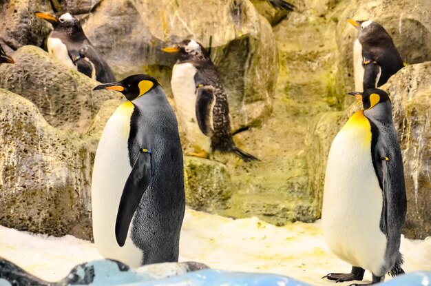 Photo le pingouin noir et blanc