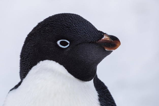 Photo un pingouin avec un oeil bleu et un bec marron.