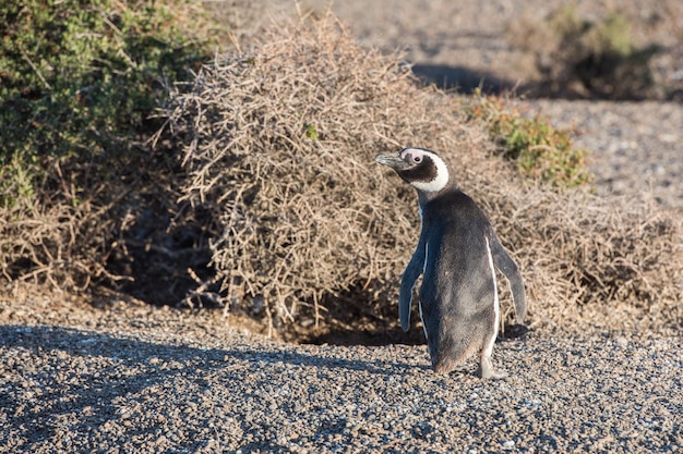 Pingouin de Patagonie portrait en gros plan sur la plage