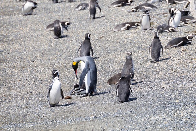 Photo le pingouin roi sur la plage de l'île de martillo ushuaia