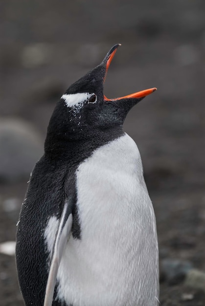 Un pingouin avec sa bouche ouverte et sa gueule ouverte.