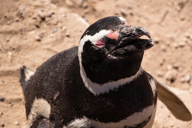 pingouin sauvage en Argentine, Patagonie