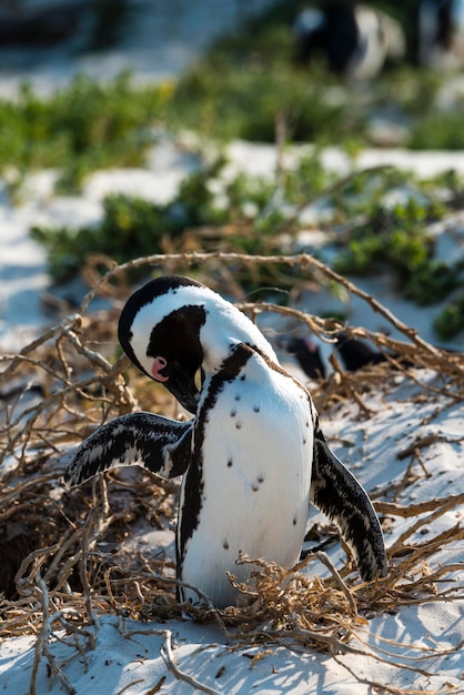 Pingouins africains à Boulders Beach