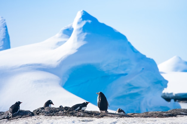 Pingouins en Antarctique